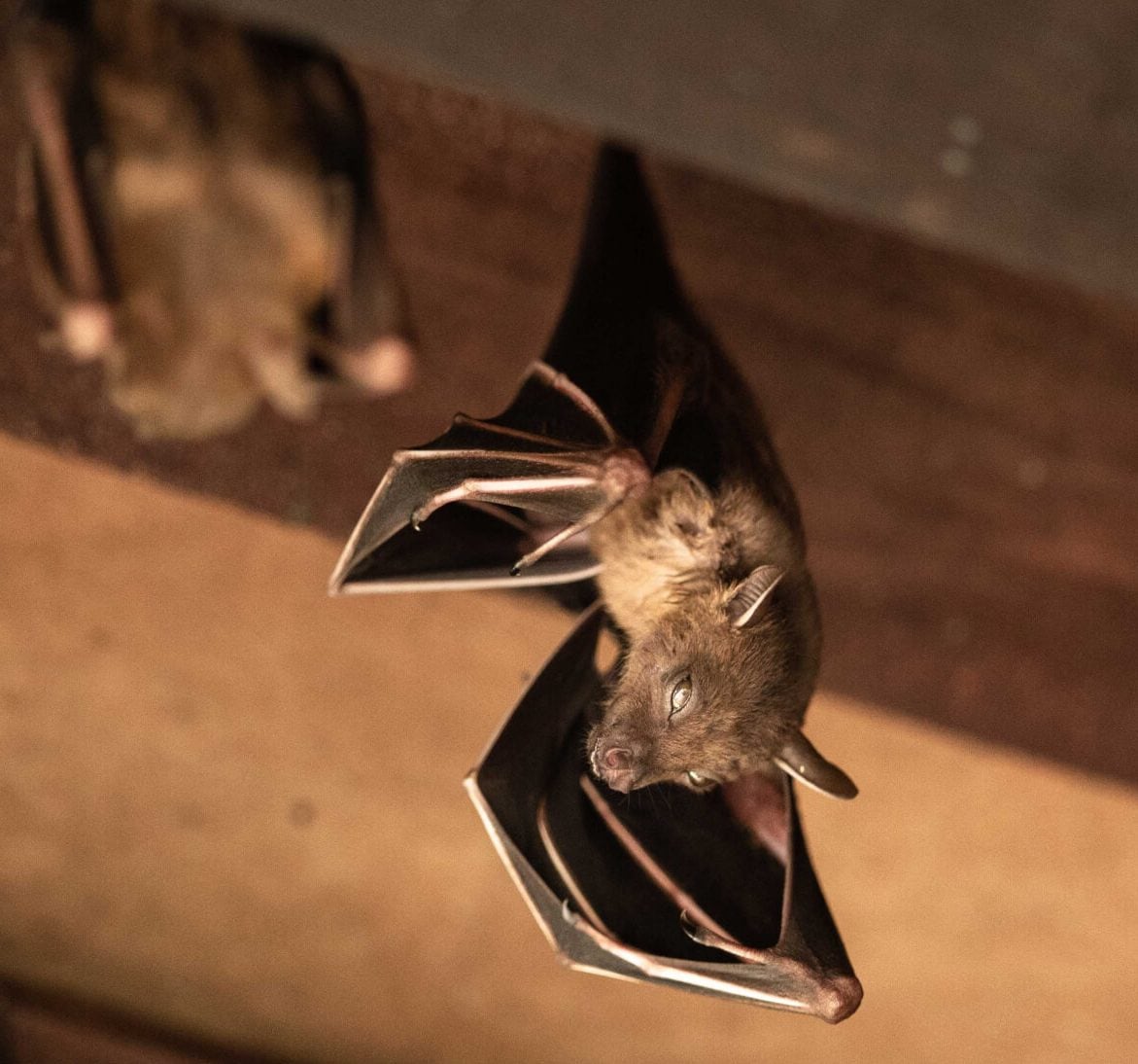 Wildlife-Bats in Aurora